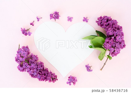 Fresh lilac flowers Fresh lilac flowers 58436716