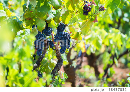 Ripe purple grapes with leaves in natural condition, the vineyard of Puglia of Primitivo grape grows in southern Italy, particularly Salento 58437032