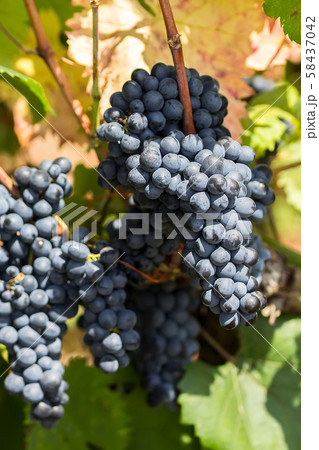 Ripe purple grapes with leaves in natural condition, the vineyard of Puglia of Primitivo grape grows in southern Italy, particularly Salento 58437042