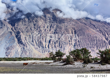 Nubra valley, Ladakh, India Nubra valley, Ladakh, India 58437987