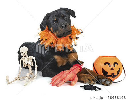 rottweiler in studio 58438148