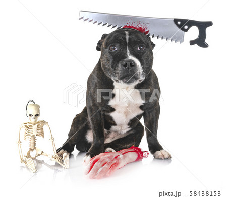 staffordshire bull terrier staffordshire bull terrier 58438153