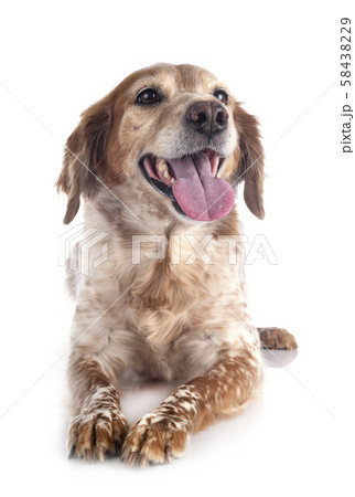 brittany dog in studio brittany dog in studio 58438229