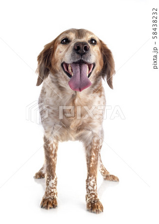 brittany dog in studio brittany dog in studio 58438232