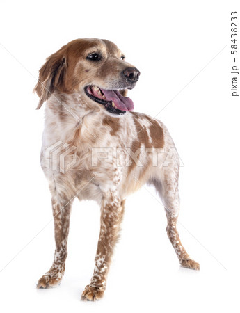 brittany dog in studio brittany dog in studio 58438233
