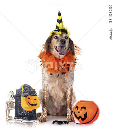 brittany dog in studio brittany dog in studio 58438236