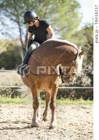 riding girl and comtois horse riding girl and comtois horse 58438237