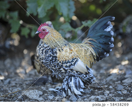 Booted Bantam in nature 58438269