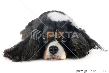 cavalier king charles 58438275