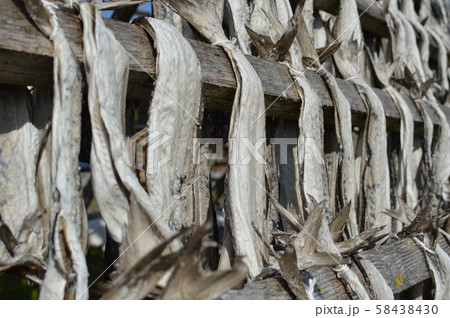 北欧 ノルウェー アンドイ 干し鱈の風景 Norway Andøy Dried cod 北欧 ノルウェー アンドイ 干し鱈の風景 Norway Andøy Dried cod 58438430