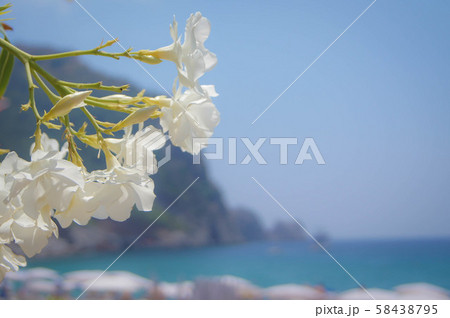 Sea and flowers. Sea and flowers. 58438795