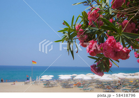 Sea and flowers. 58438796