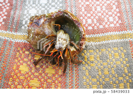 Caught Hermit Crab on the Carpet. Small crayfish in a shell. 58439033