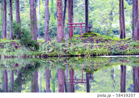 池に映る杉と鳥居 58439207