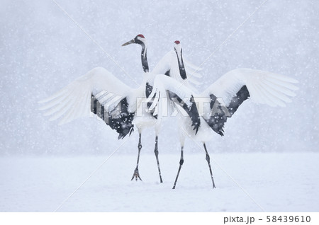 雪の中で踊る二羽のタンチョウ（北海道・鶴居） 58439610