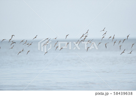 石狩浜のトウネンの群れ（北海道） 58439638