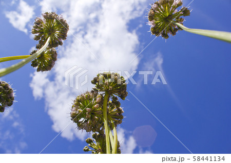 ローアングル 植物 自然 58441134