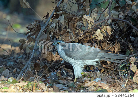 オオタカが鳩を捕食 58441264
