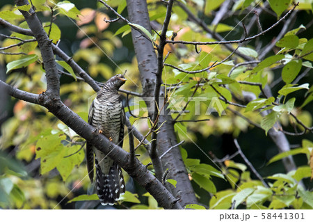 ホトトギス 58441301