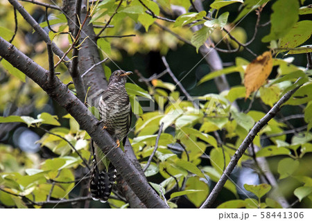 ホトトギス 58441306