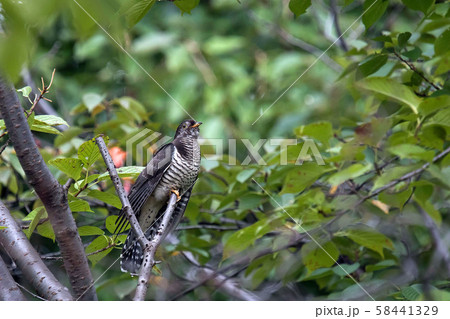 ホトトギス ホトトギス 58441329