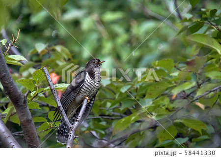 ホトトギス 58441330