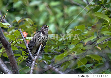 ホトトギス 58441332