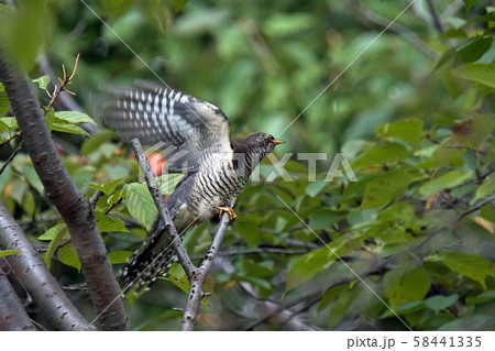 ホトトギスが羽を広げた 58441335