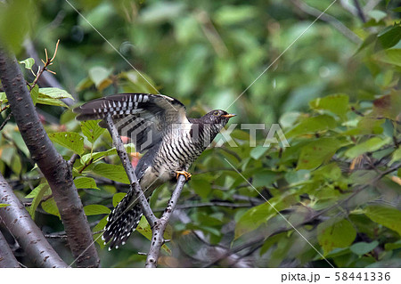 ホトトギスが羽を広げた 58441336