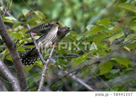 ホトトギスが羽を広げた 58441337
