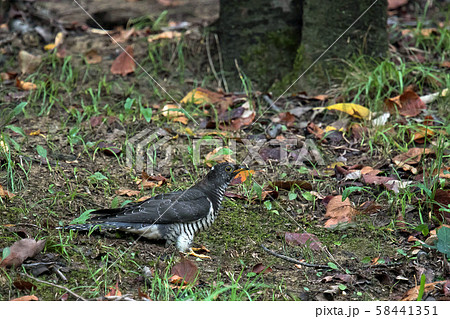 ホトトギス 58441351