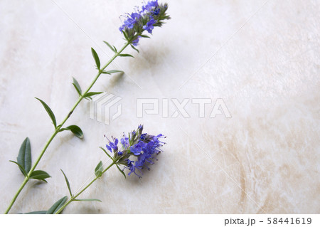 植物 自然 フル 58441619