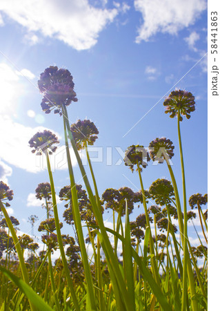 ニラの花 花 ローアングル 58441863