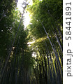 竹林 58441891