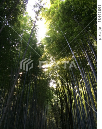 竹林 58441891
