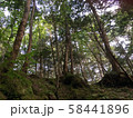 森林 58441896