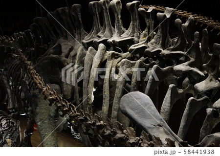 骨の森 58441938