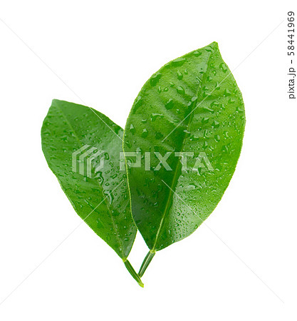 Lemon leaves with drops isolated on white background. Branch of citrus leaf. Part of tropical plant Lemon leaves with drops isolated on white background. Branch of citrus leaf. Part of tropical plant 58441969