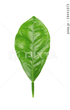 Lemon leaves isolated on white background. Branch of citrus leaf. Part of tropical plant. Top view. 58441973