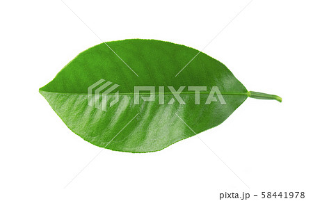 Lemon leaves isolated on white background. Branch of citrus leaf. Part of tropical plant. Top view. 58441978