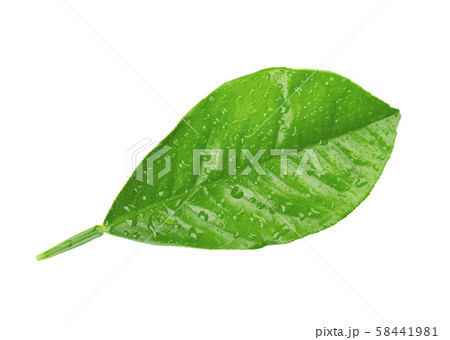Lemon leaves with drops isolated on white background. Branch of citrus leaf. Part of tropical plant 58441981