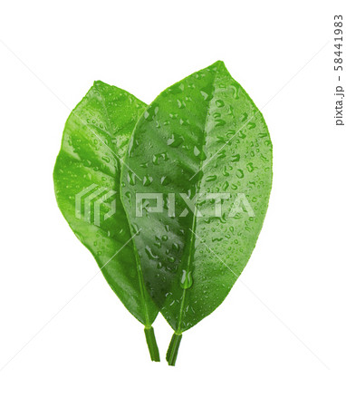 Lemon leaves with drops isolated on white background. Branch of citrus leaf. Part of tropical plant 58441983