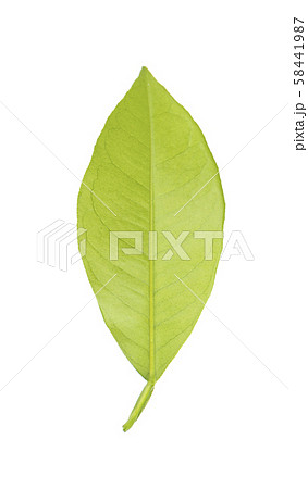 Lemon leaves isolated on white background. Branch of citrus leaf. Part of tropical plant. Top view. 58441987