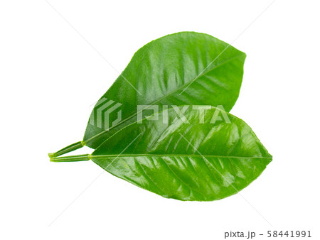 Lemon leaves isolated on white background. Branch of citrus leaf. Part of tropical plant. Top view. 58441991