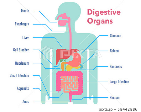 名称が記載された消化器官のシンプルなイラストのイラスト素材