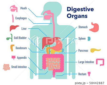 消化 吸収 イラスト 小腸の栄養吸収 吸収の絨毛と消化の腸液 空腸と回腸の違いとは 消化器官のしくみ ６