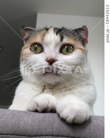 見下す猫 見下す猫 58443013
