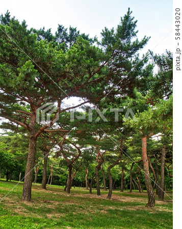 松 木 自然 58443020