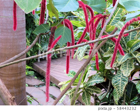 ベニヒモノキ／夢の島熱帯植物館 58443232