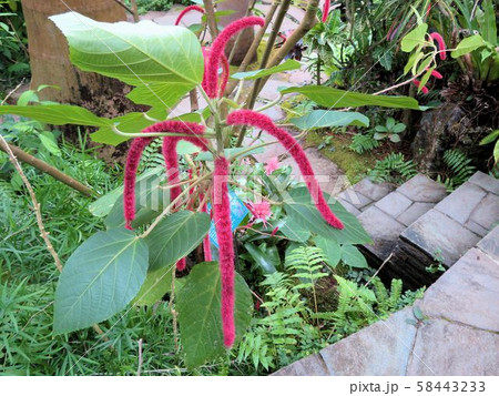 ベニヒモノキ／夢の島熱帯植物館 58443233